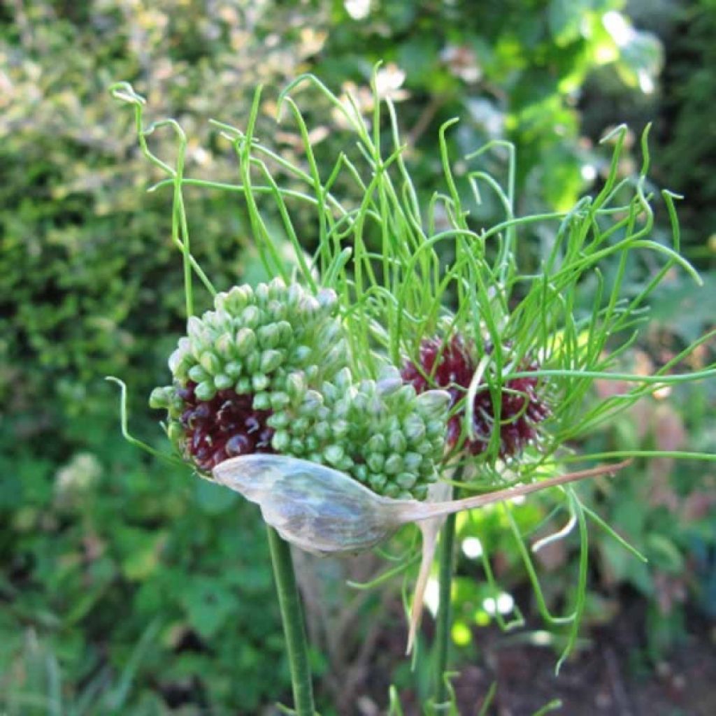 Allium vineale Hair - Weinberglauch