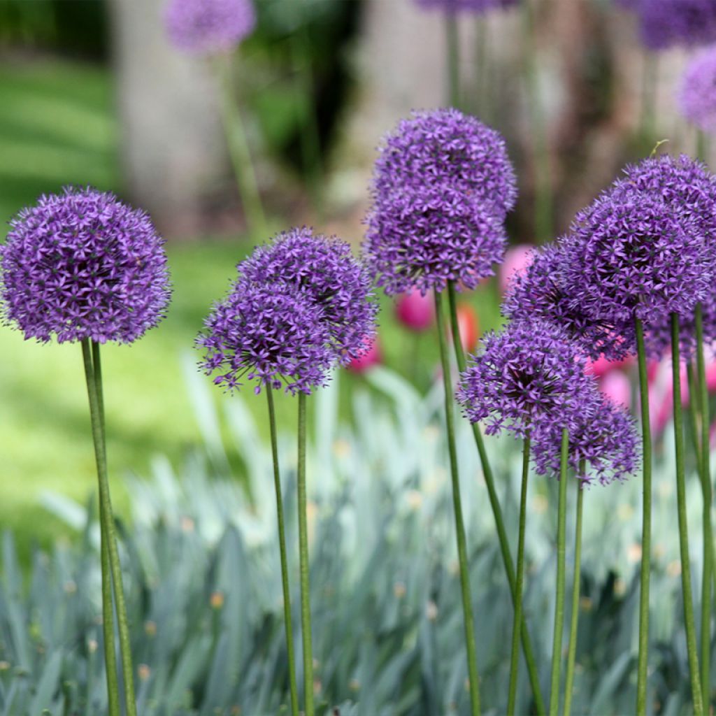 Allium Statos - Zierlauch