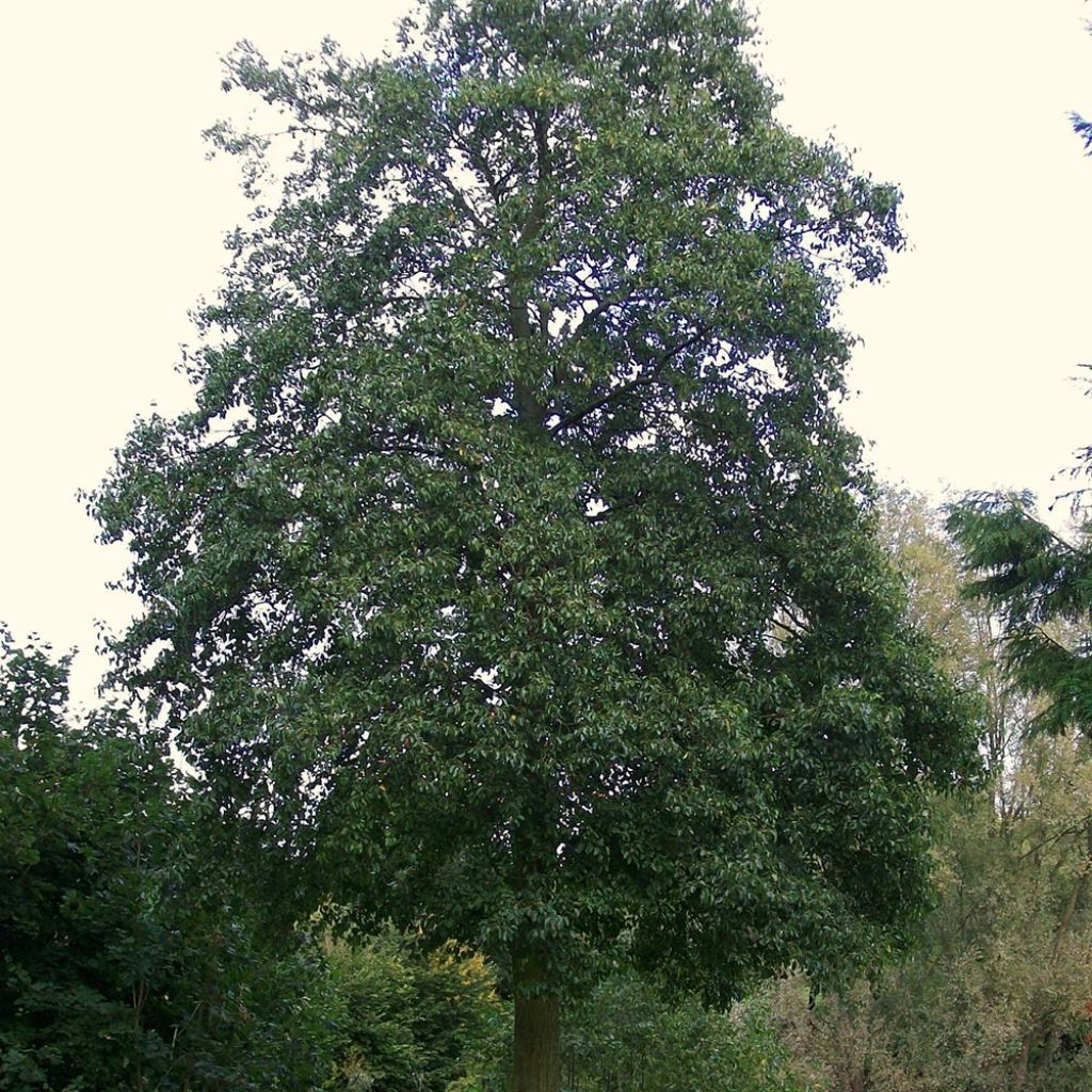 Alnus cordata - Italienische Erle
