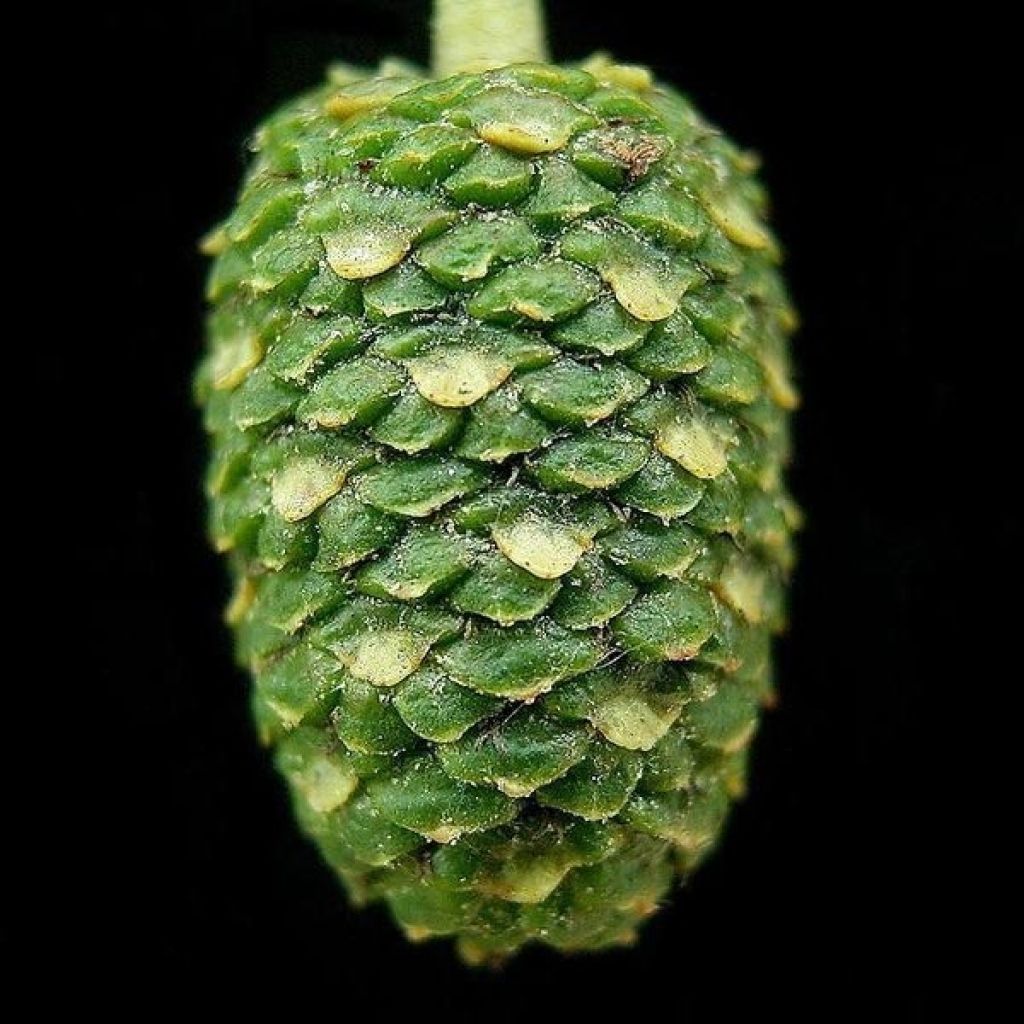 Alnus cordata - Italienische Erle