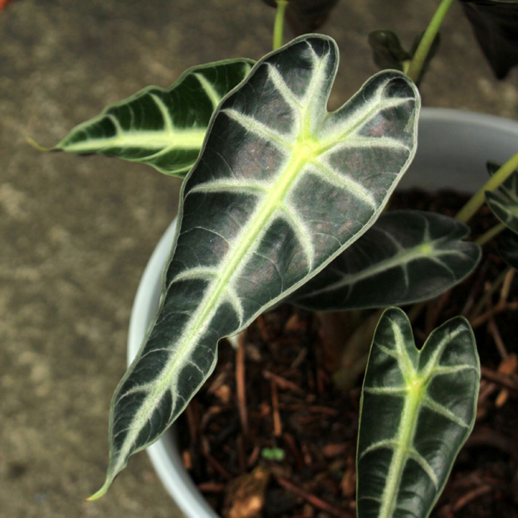 Alocasia Bambino - Pfeilblatt
