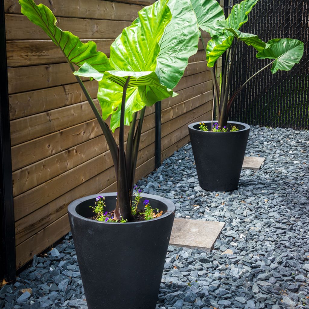 Alocasia Black Stem - Pfeilblatt