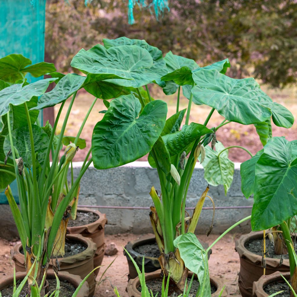 Alocasia Calidora - Pfeilblatt
