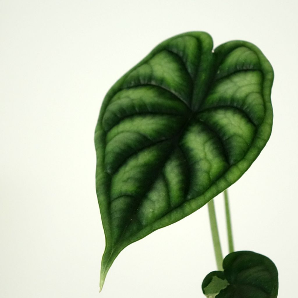 Alocasia Dragon Scale - Pfeilblatt