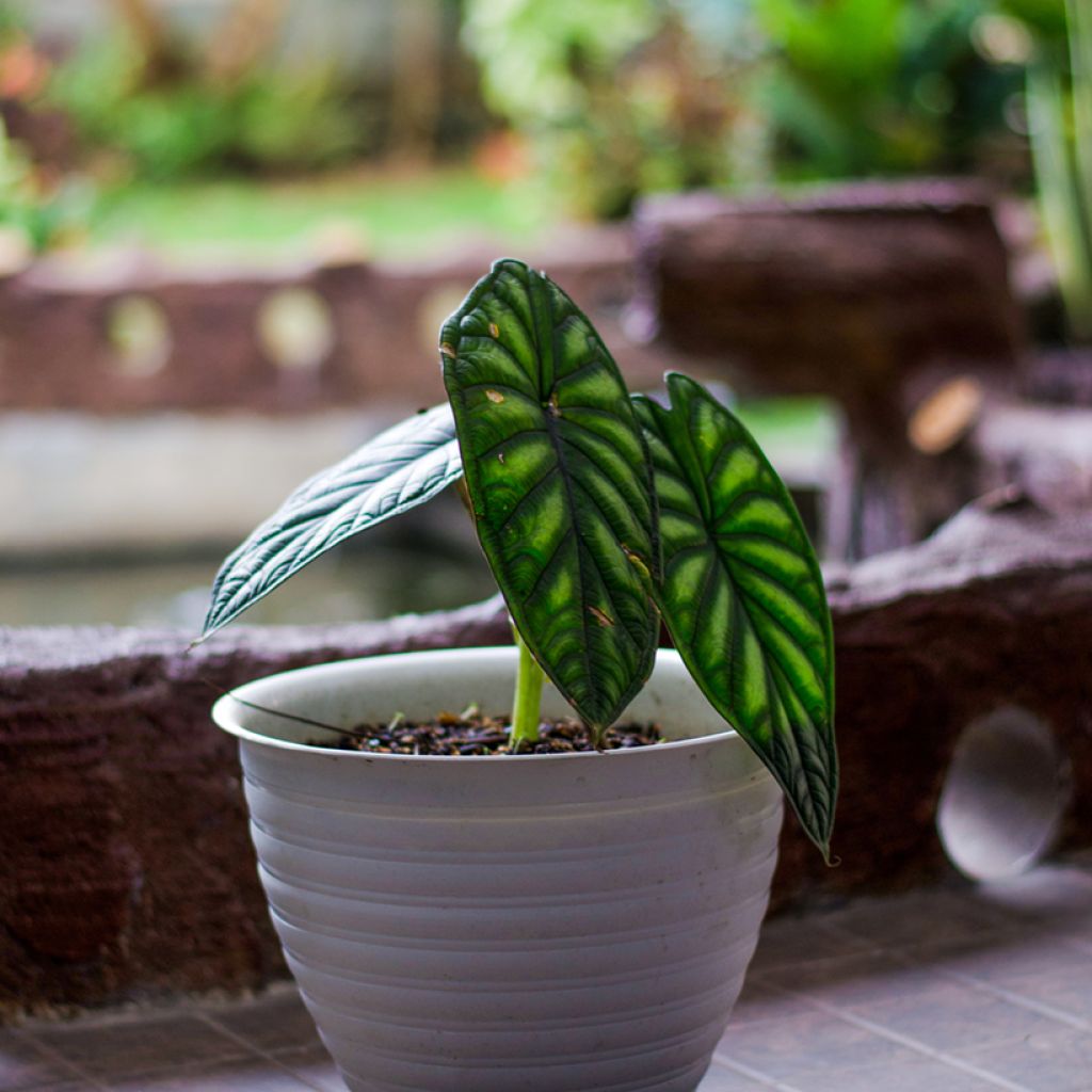 Alocasia Dragon Scale - Pfeilblatt