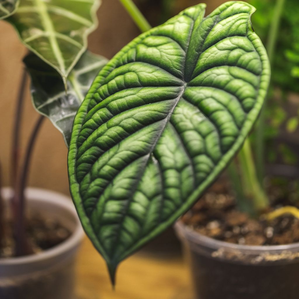 Alocasia Dragon Scale - Pfeilblatt