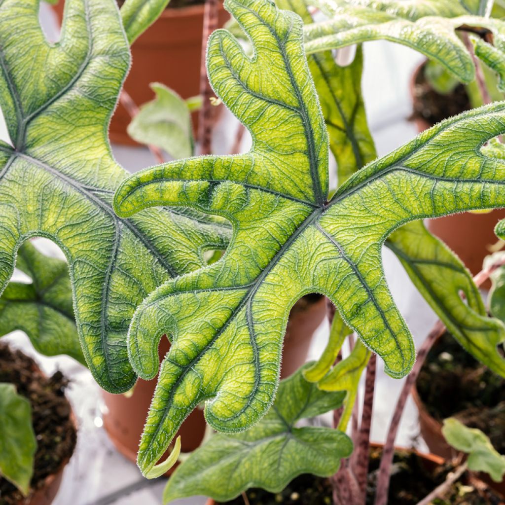Alocasia Jacklyn - Pfeilblatt
