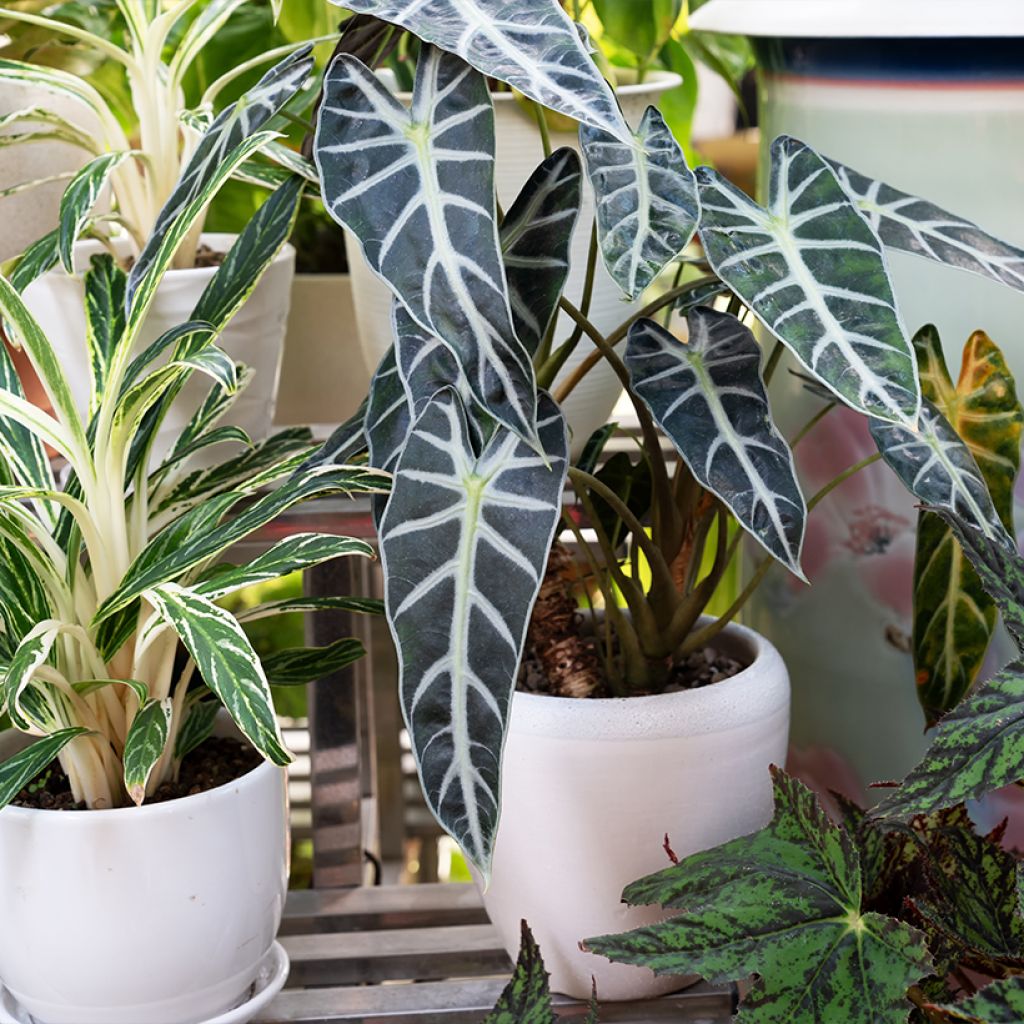 Alocasia Polly - Pfeilblatt