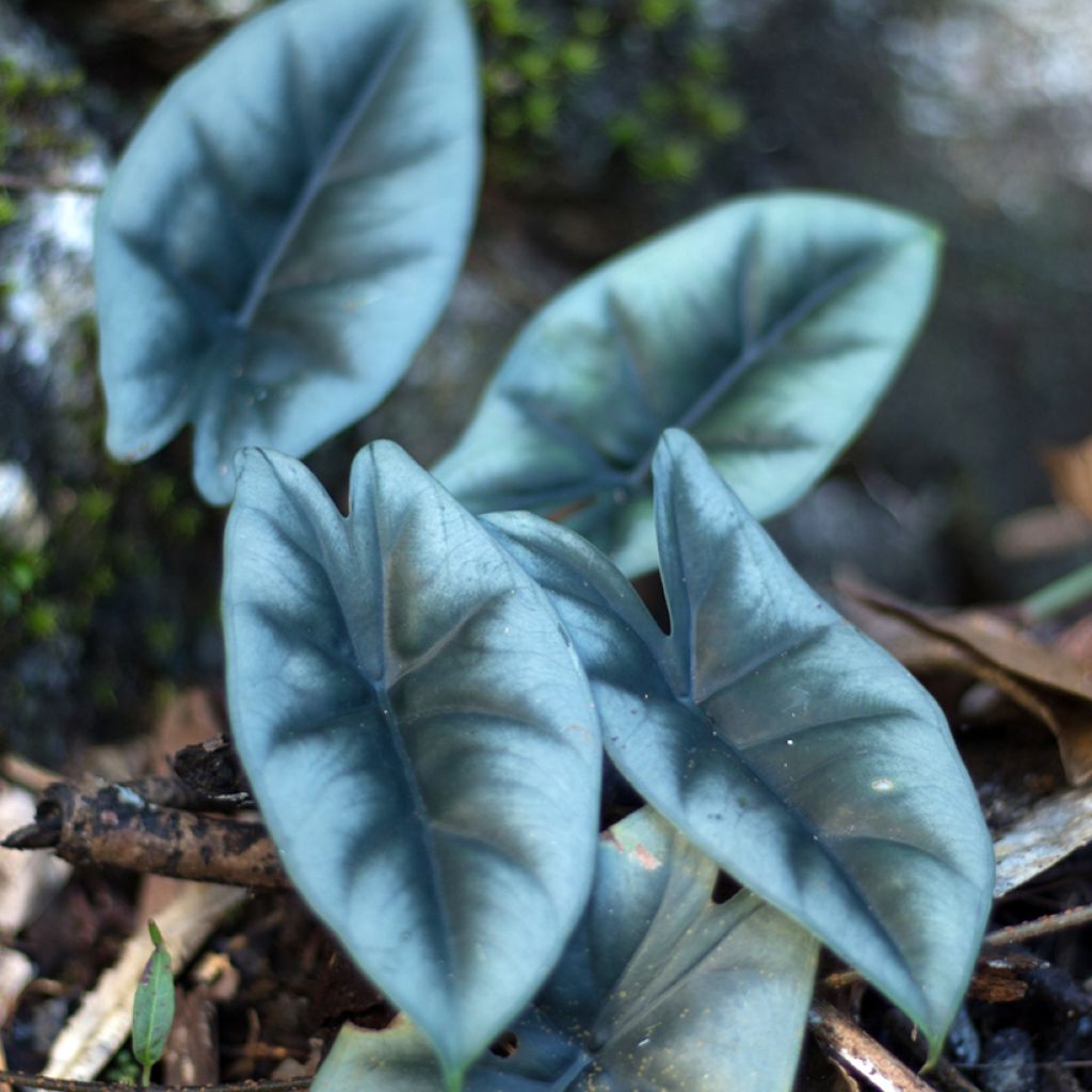Alocasia reversa - Pfeilblatt
