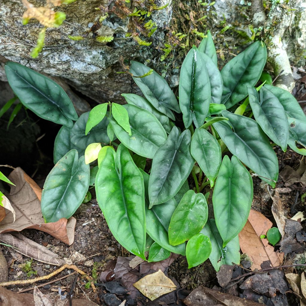 Alocasia reversa - Pfeilblatt