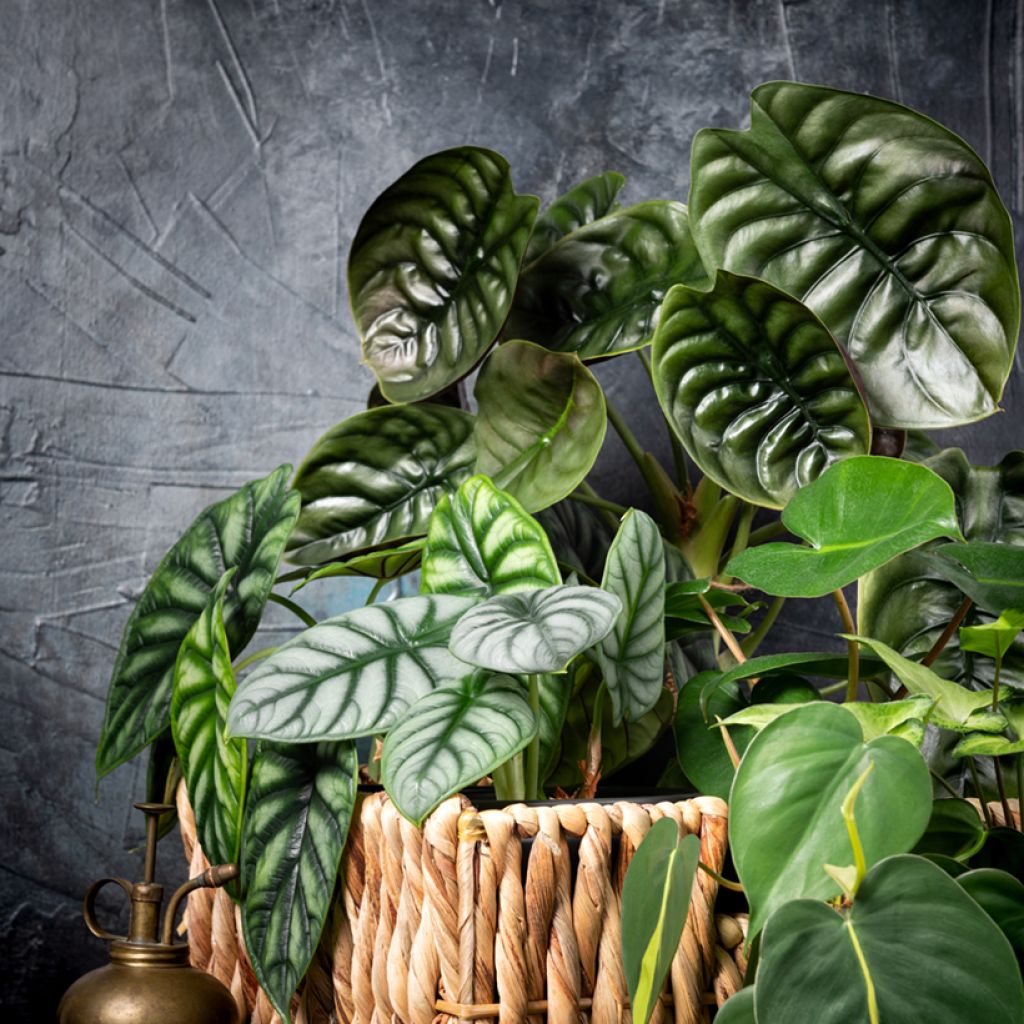 Alocasia Silver Dragon - Pfeilblatt