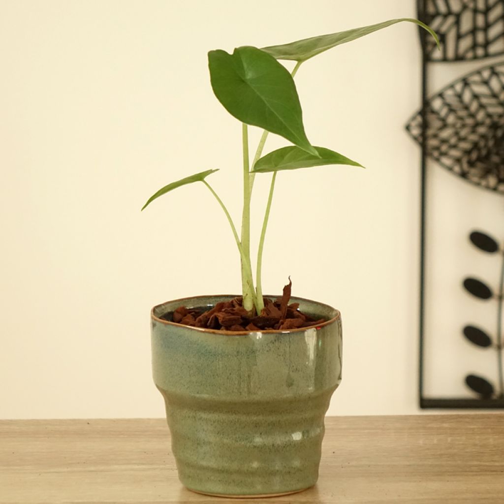 Alocasia Sumo - Pfeilblatt