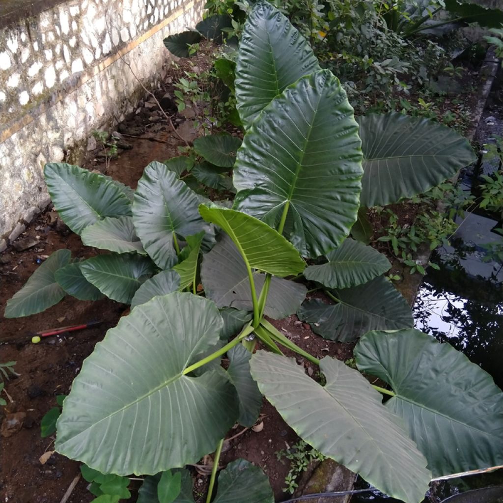 Alocasia Sumo - Pfeilblatt
