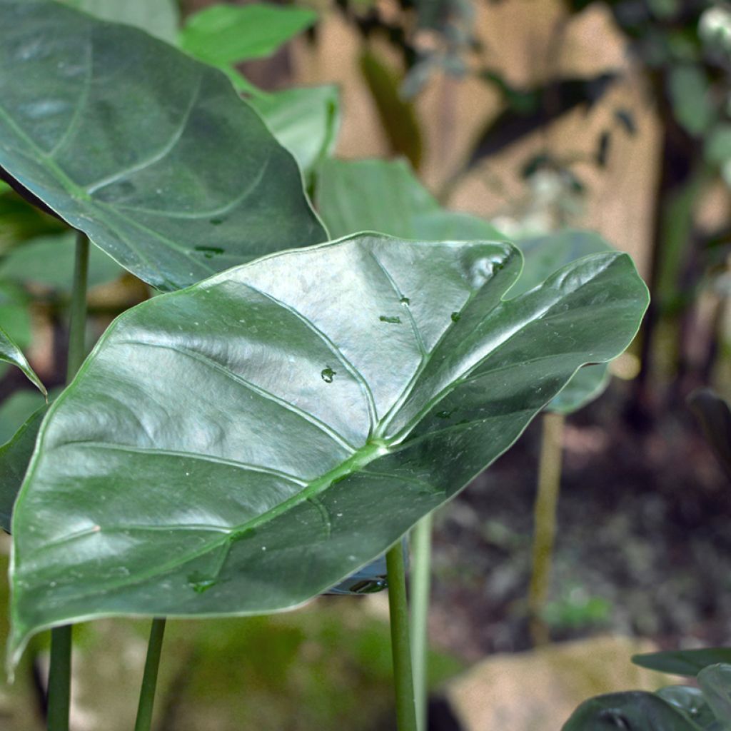 Alocasia wentii - Pfeilblatt