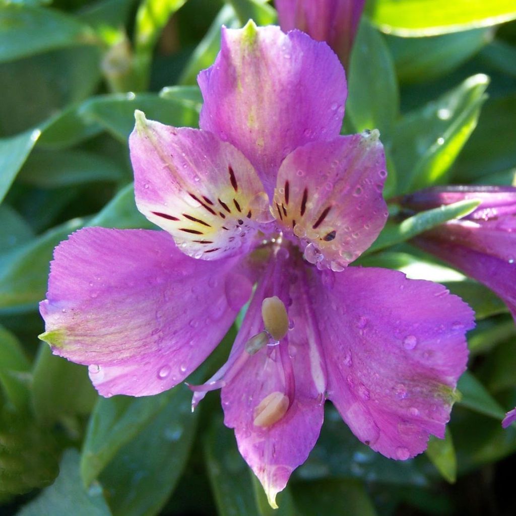 Alstroemeria Inca Lake - Inkalilie