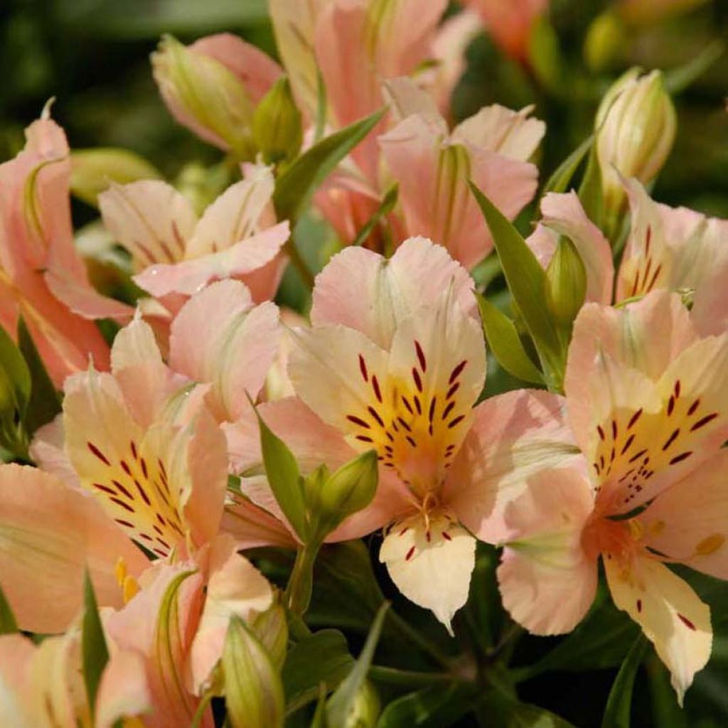 Alstroemeria Inca Coral - Inkalilie