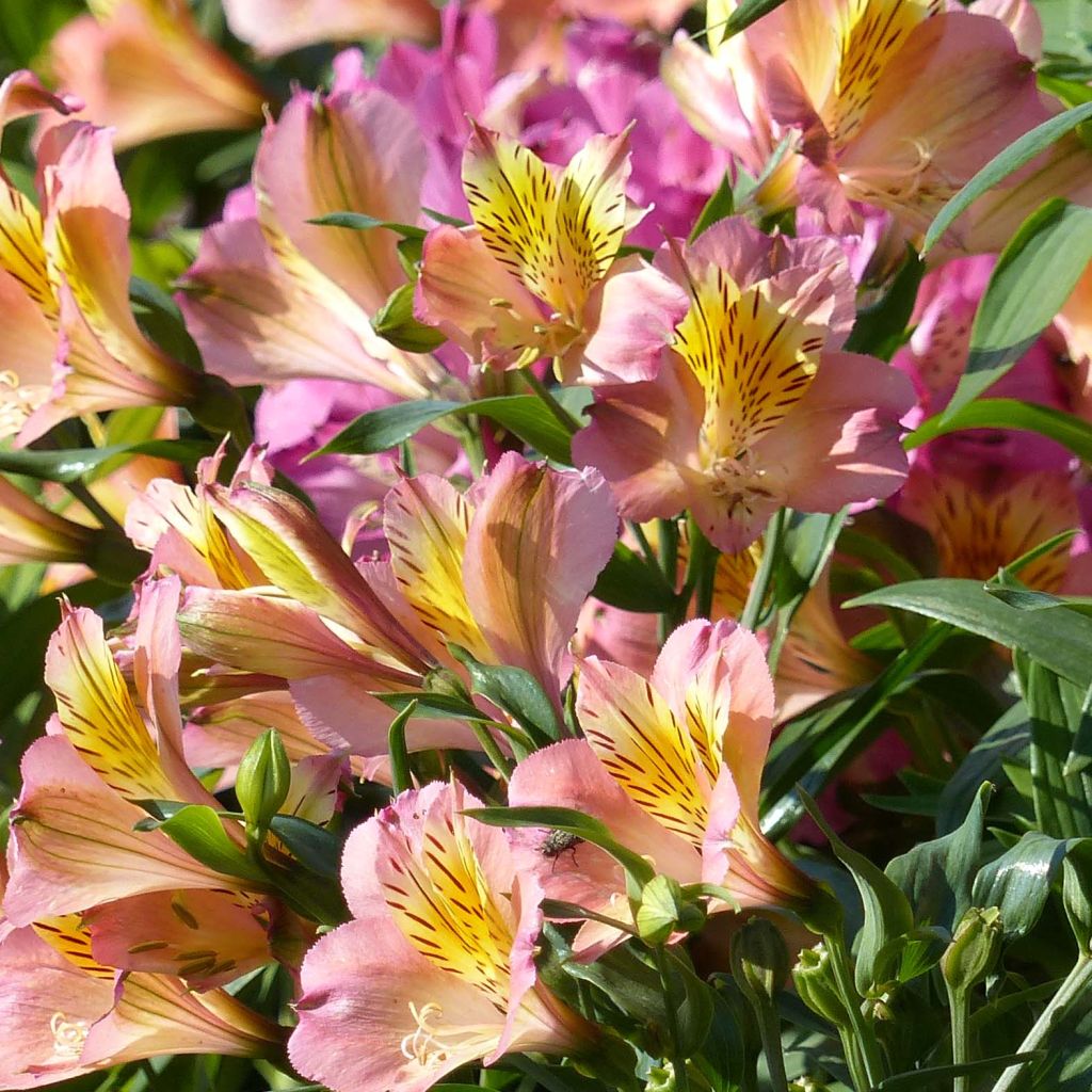 Alstroemeria Garden Summer Relieve - Inkalilie