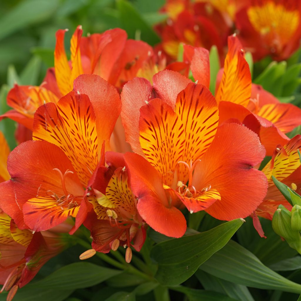 Alstroemeria Inca Classic - Inkalilie