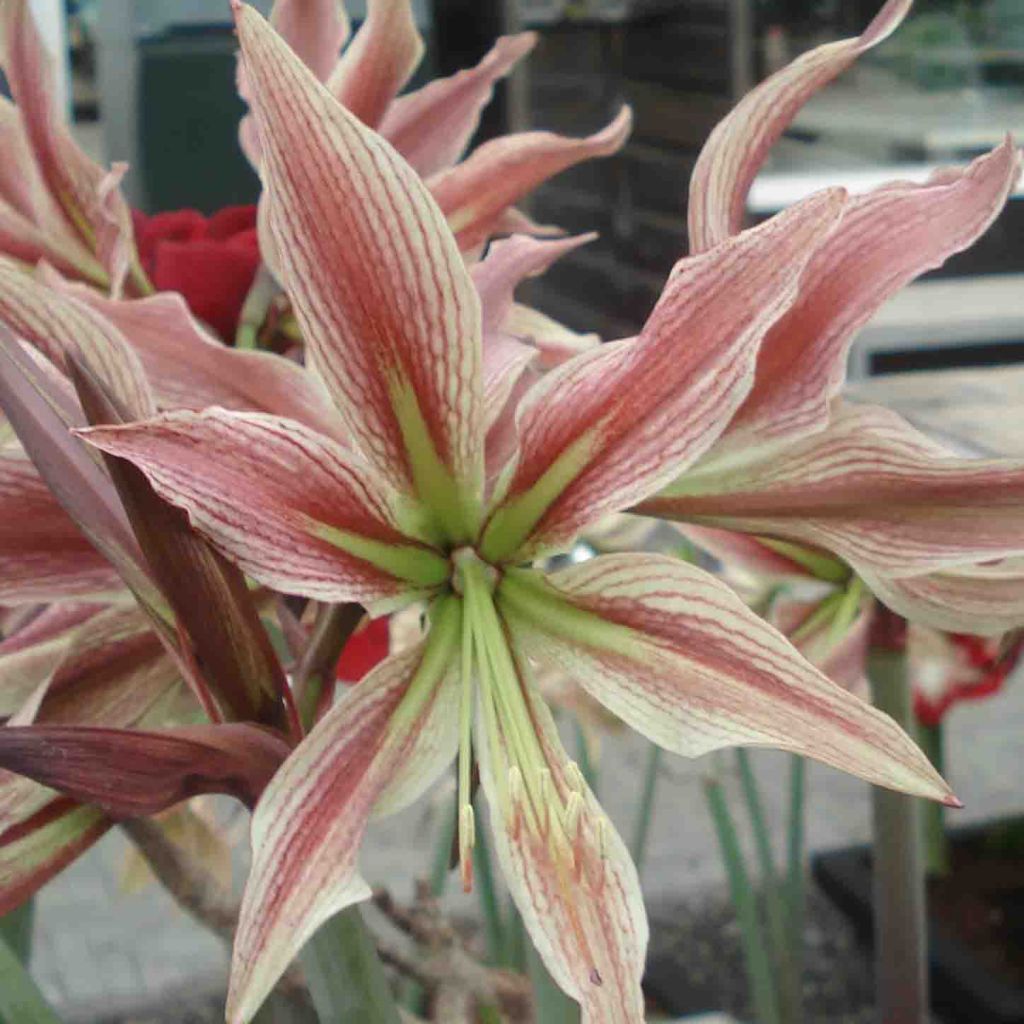 Hippeastrum Rio Negro - Ritterstern