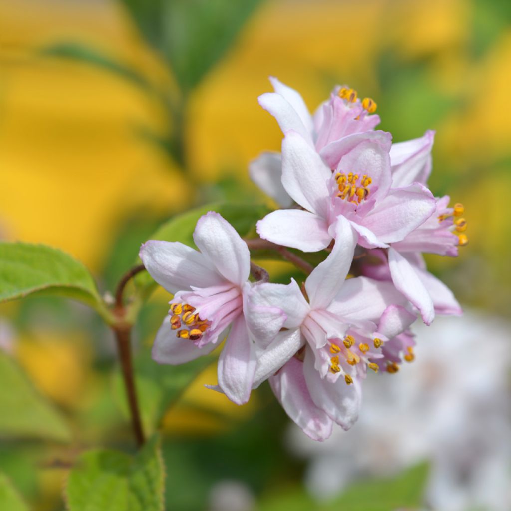 Anemone Mont Rose - Japan-Herbst-Anemone