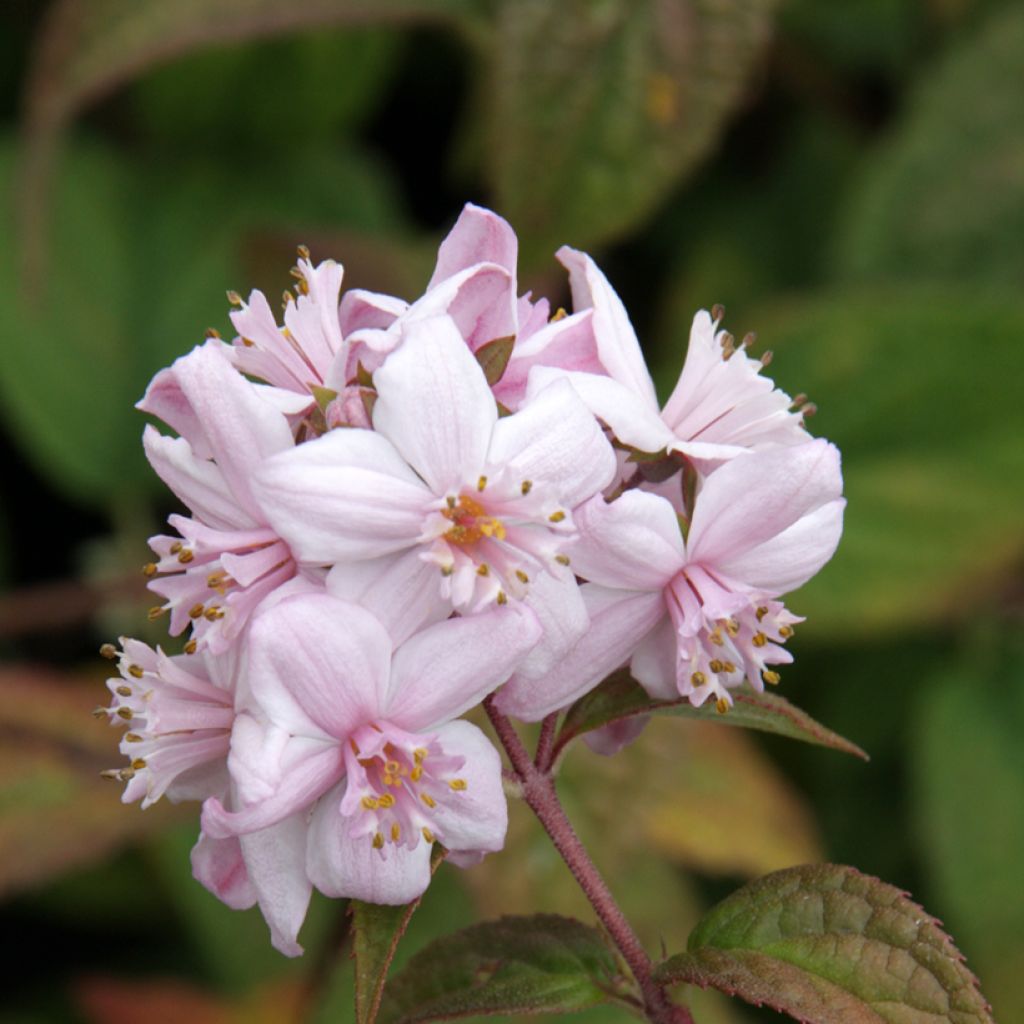 Anemone Mont Rose - Japan-Herbst-Anemone