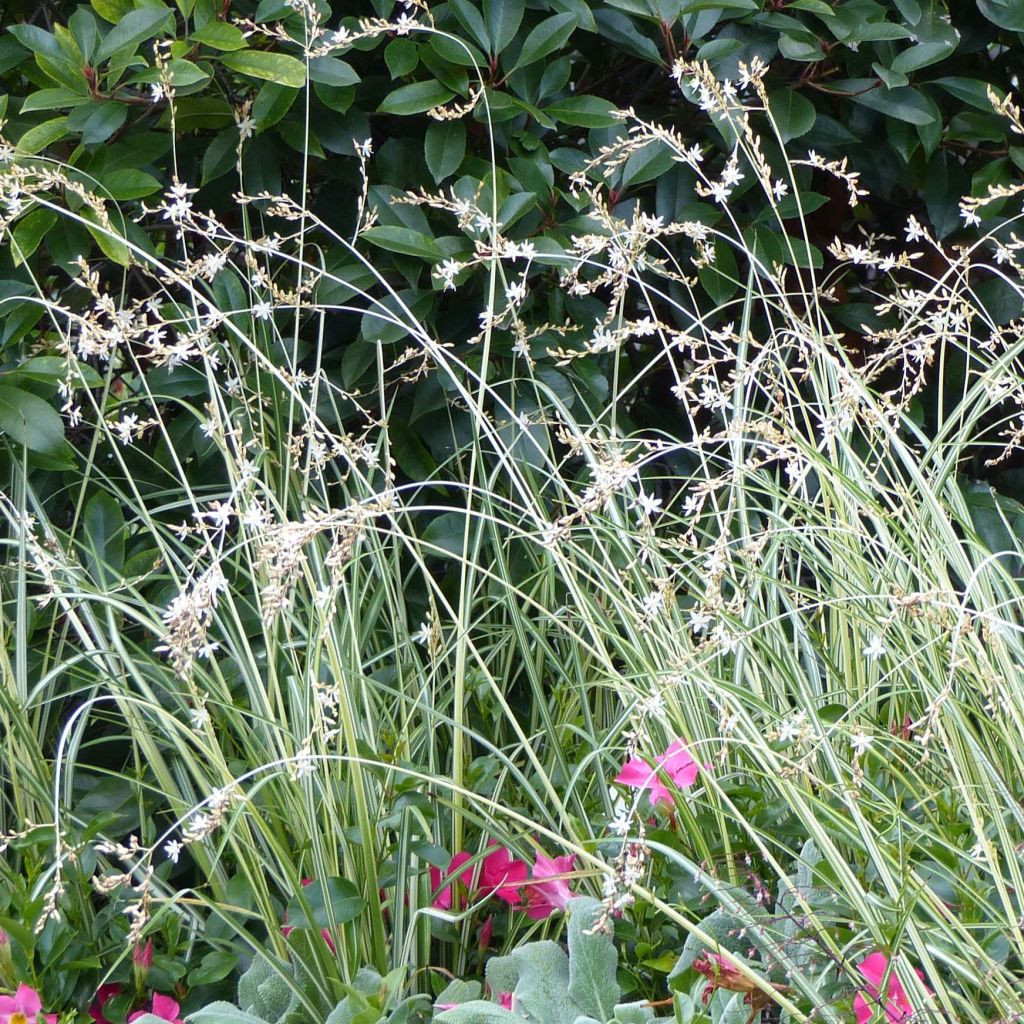 Anthericum saundersiae Starlight - Chlorophytum panaché