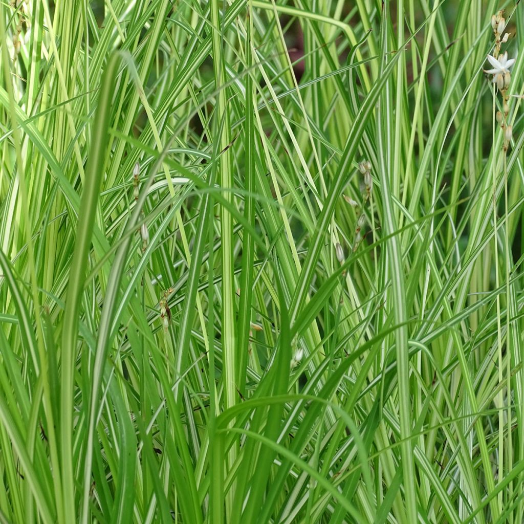 Anthericum saundersiae Starlight - Chlorophytum panaché