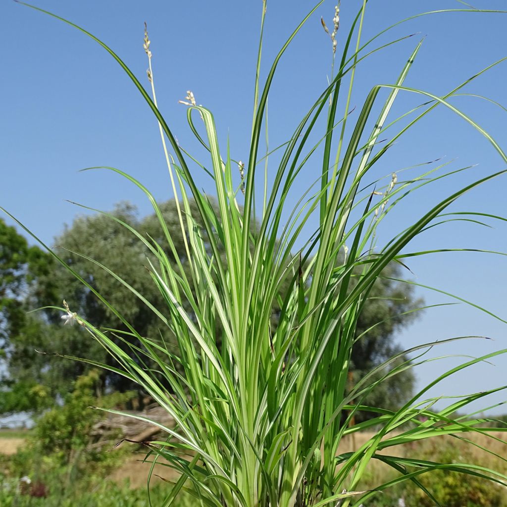 Anthericum saundersiae Starlight - Chlorophytum panaché