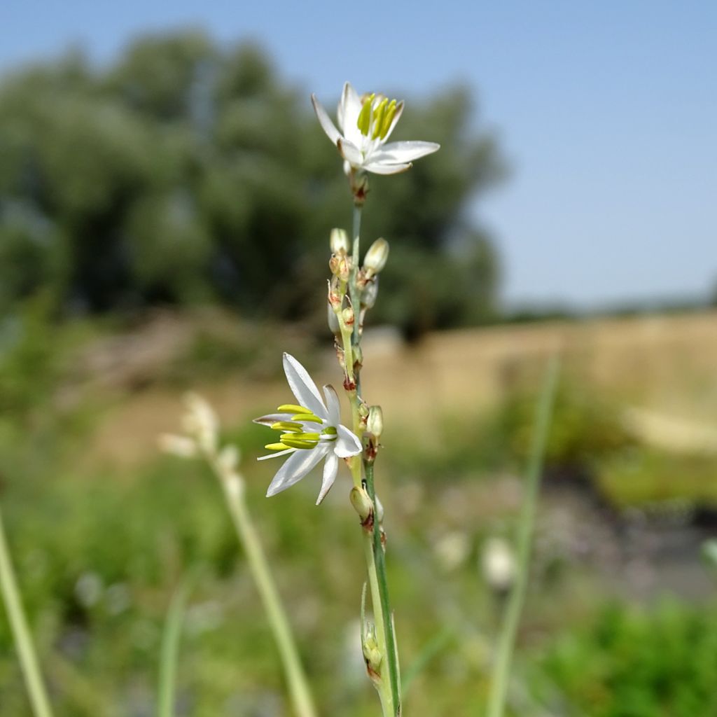 Anthericum saundersiae Starlight - Chlorophytum panaché