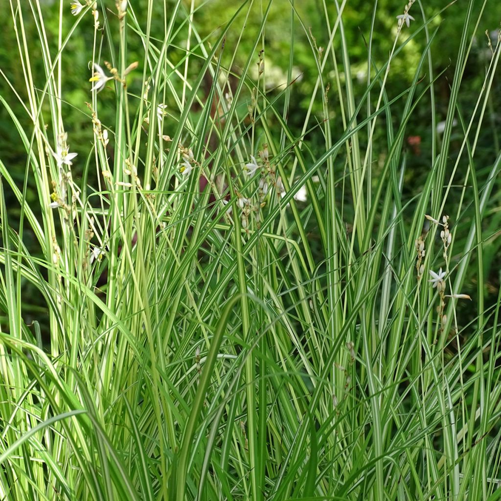 Anthericum saundersiae Starlight - Chlorophytum panaché