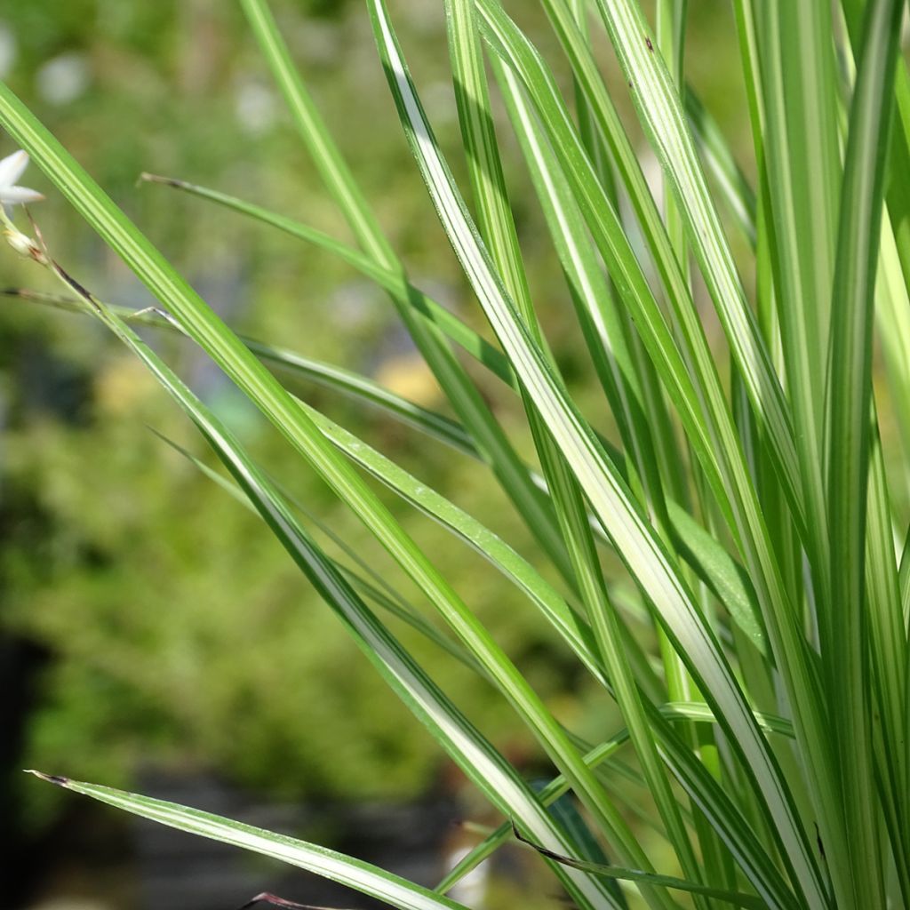 Anthericum saundersiae Starlight - Chlorophytum panaché
