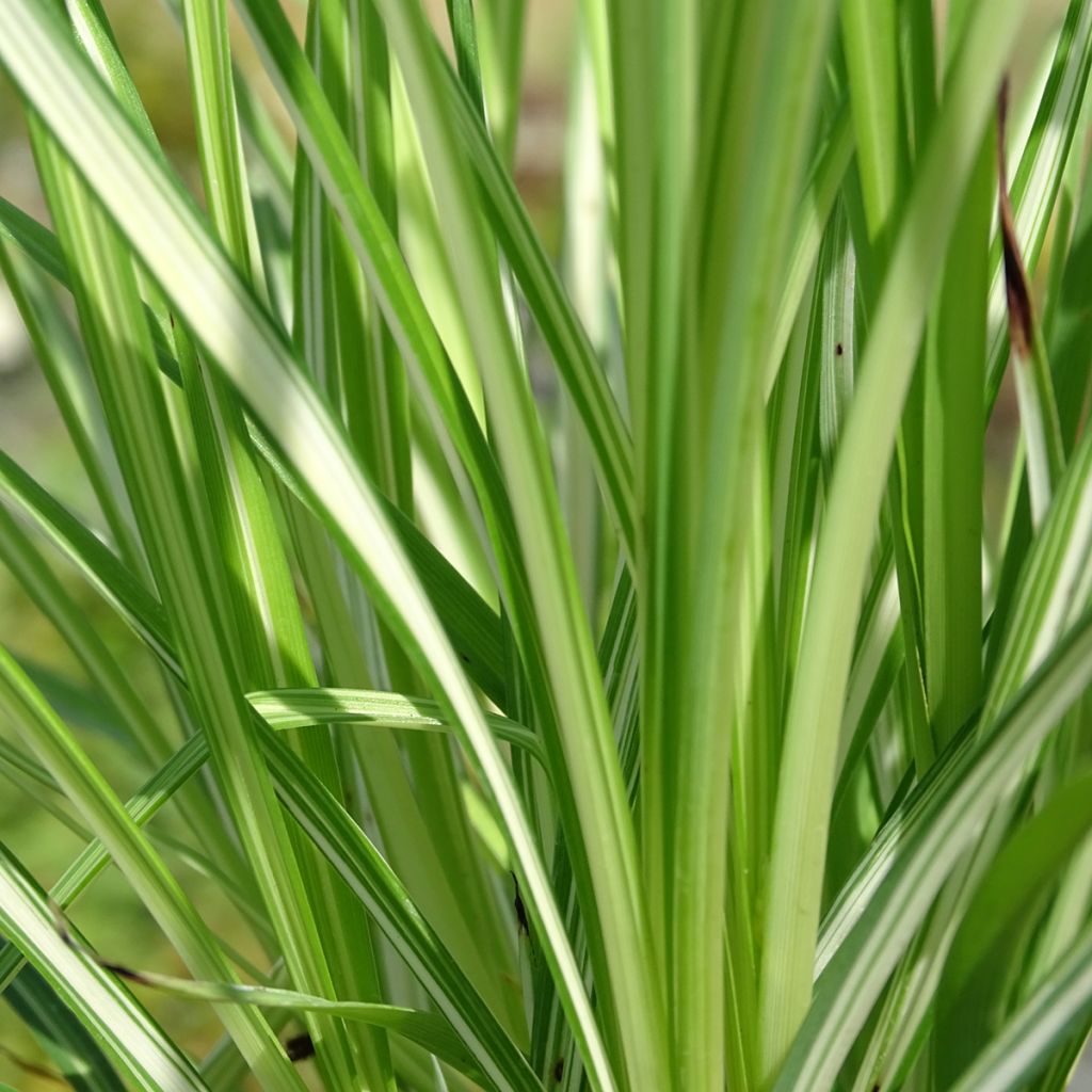 Anthericum saundersiae Starlight - Chlorophytum panaché