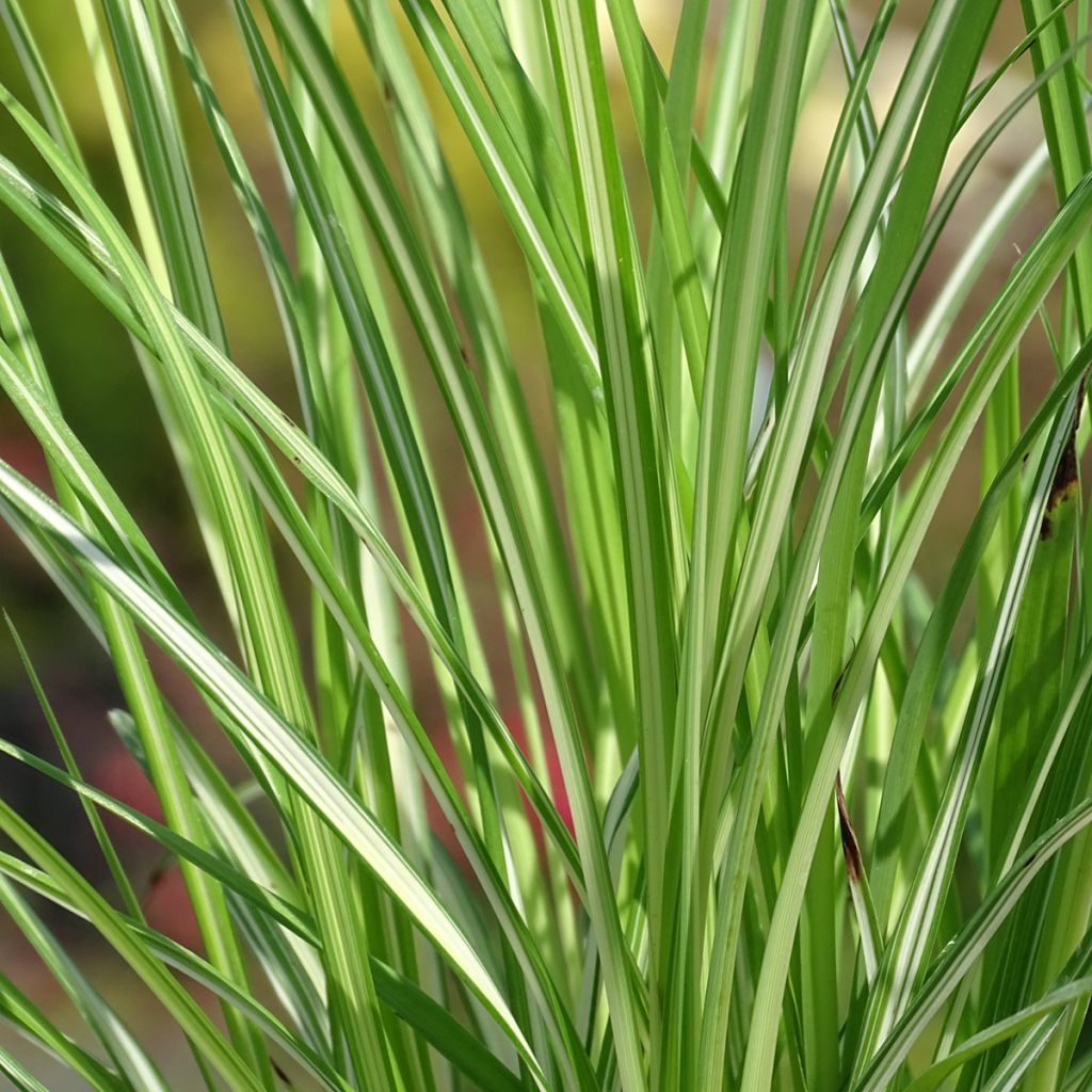 Anthericum saundersiae Starlight - Chlorophytum panaché