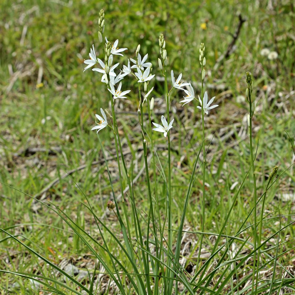 Anthericum liliago - Astlose Graslilie