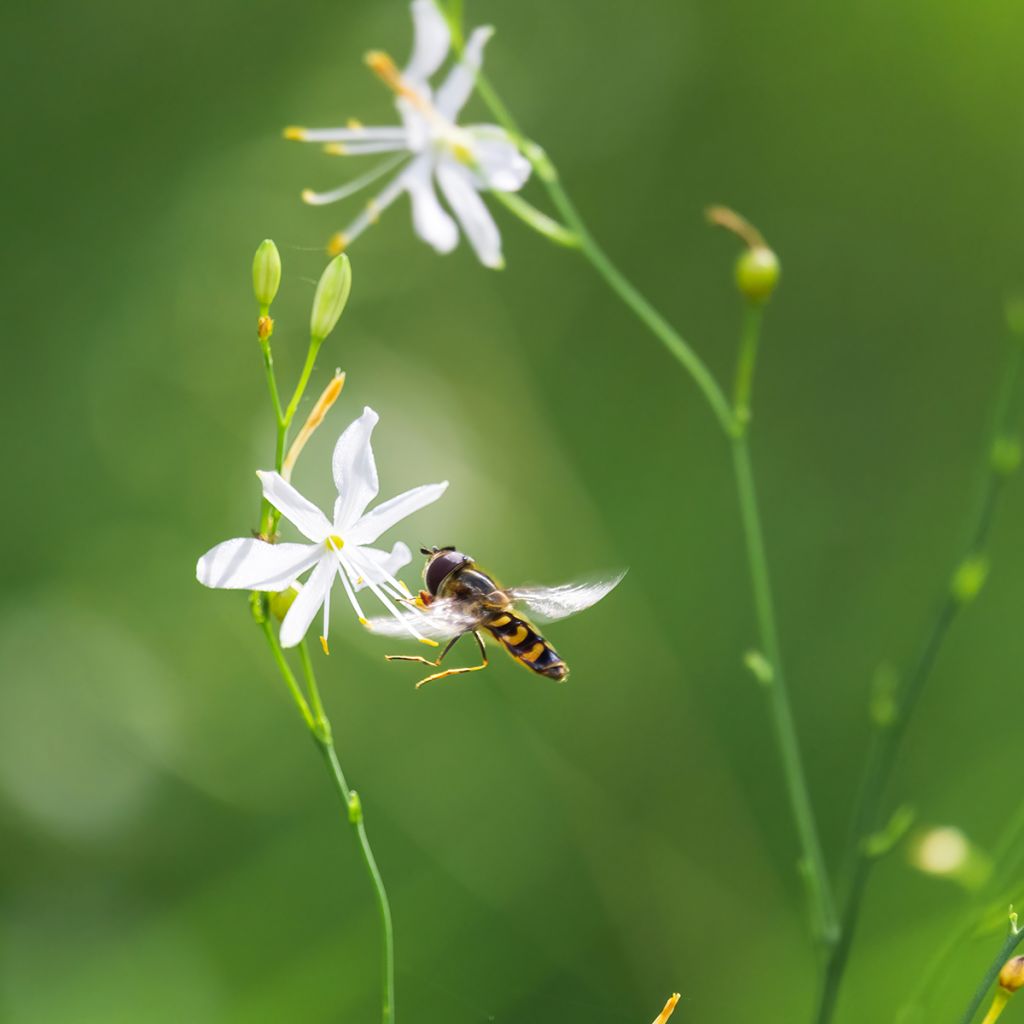 Anthericum liliago - Astlose Graslilie