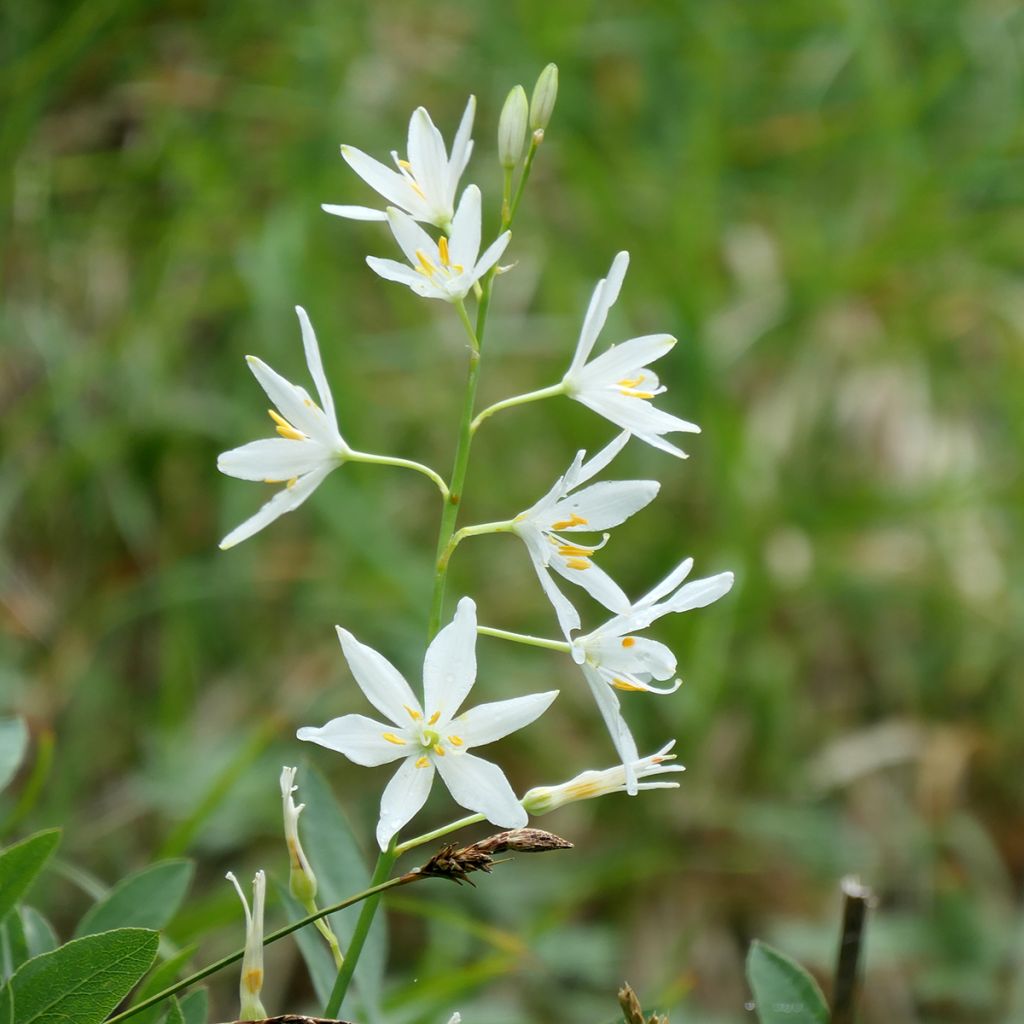 Anthericum liliago - Astlose Graslilie