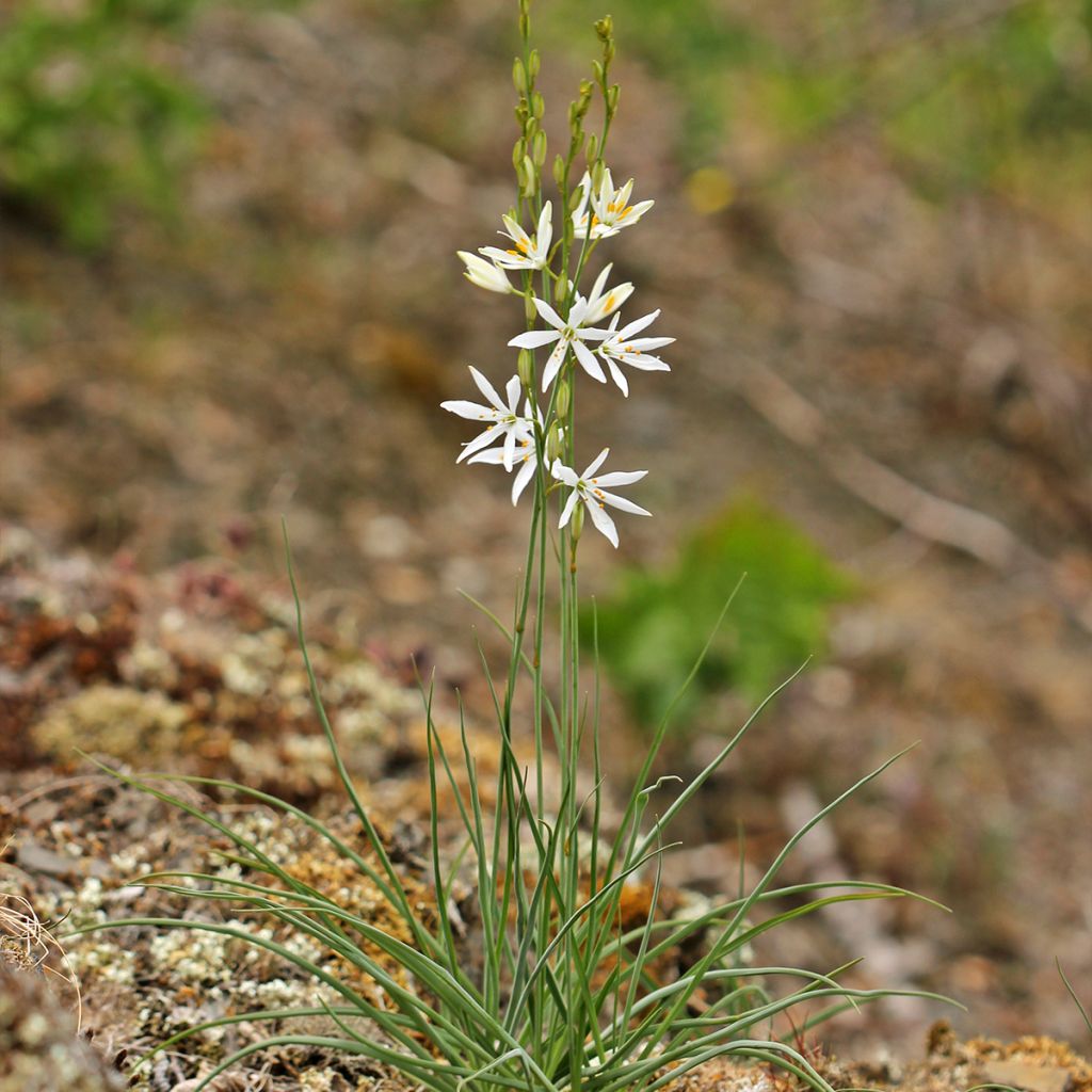Anthericum liliago - Astlose Graslilie