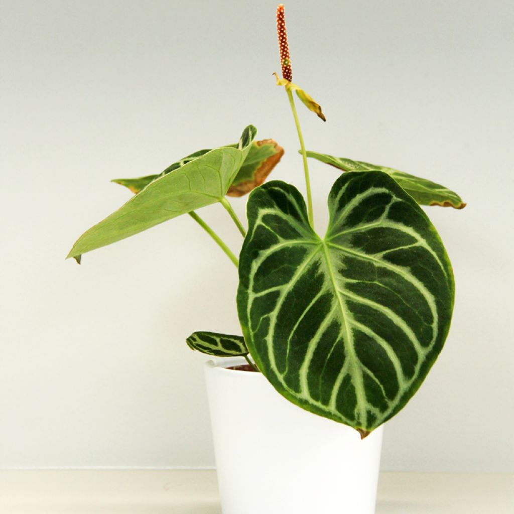 Flamingoblumen - Anthurium Dorayaki