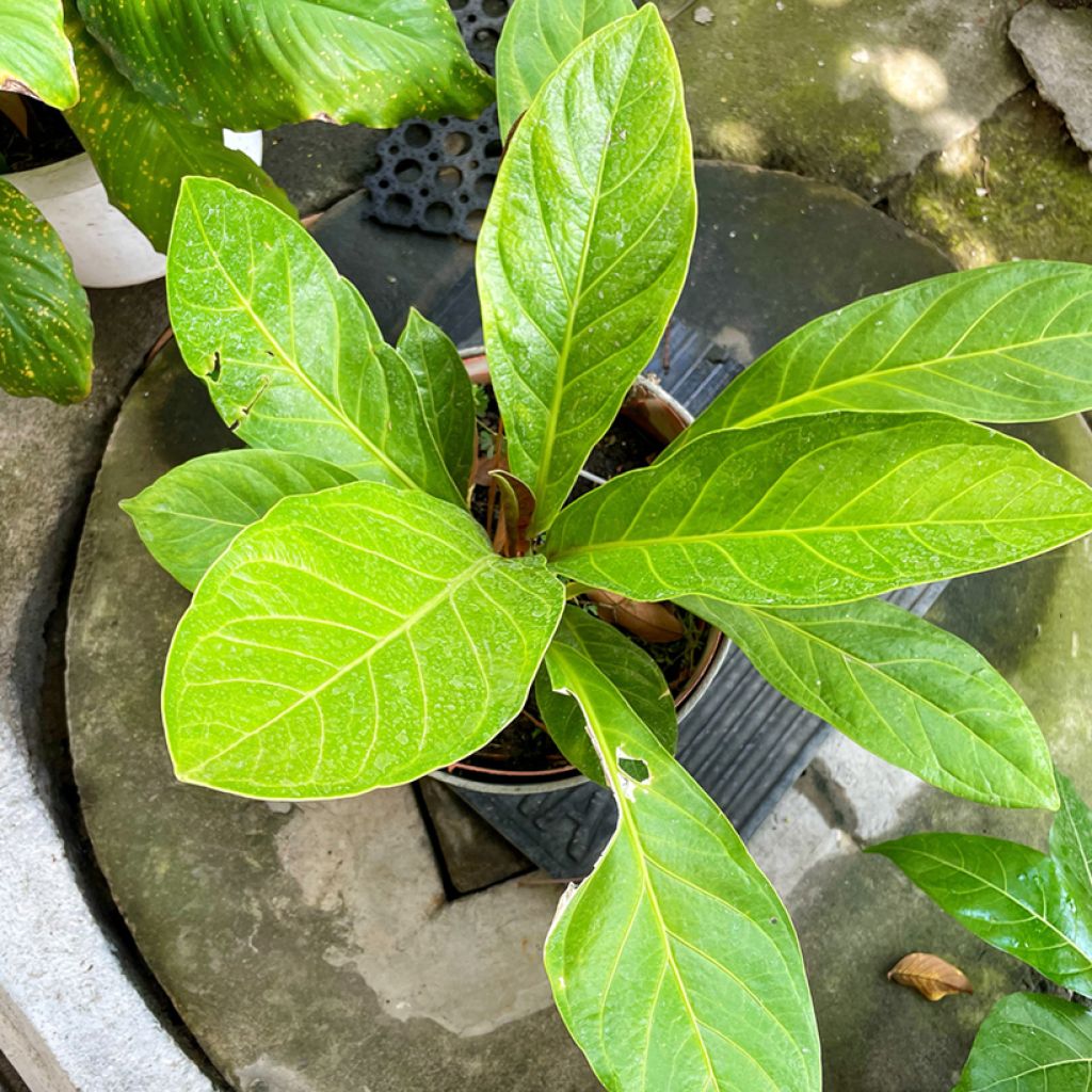 Flamingoblumen - Anthurium jenmanii Green Jady