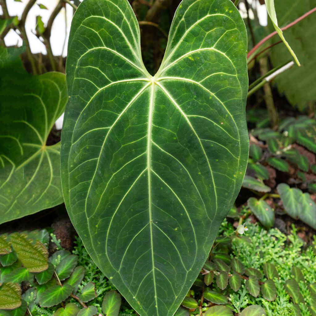 Flamingoblumen - Anthurium magnificum