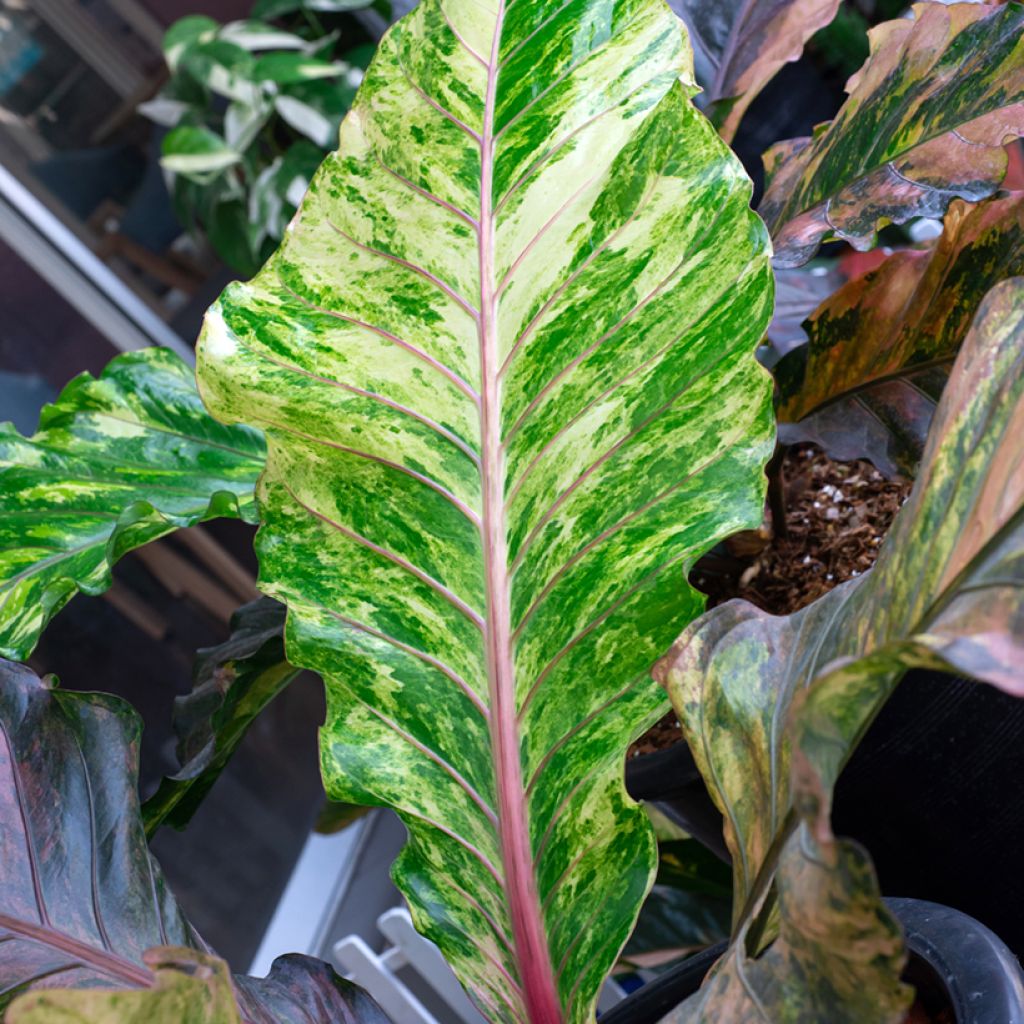 Flamingoblumen - Anthurium Renaissance Variegata