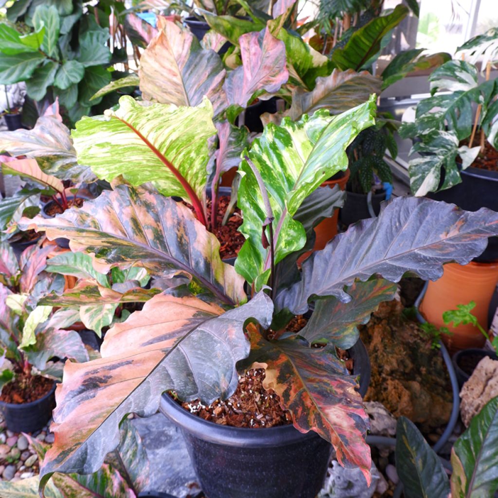 Flamingoblumen - Anthurium Renaissance Variegata