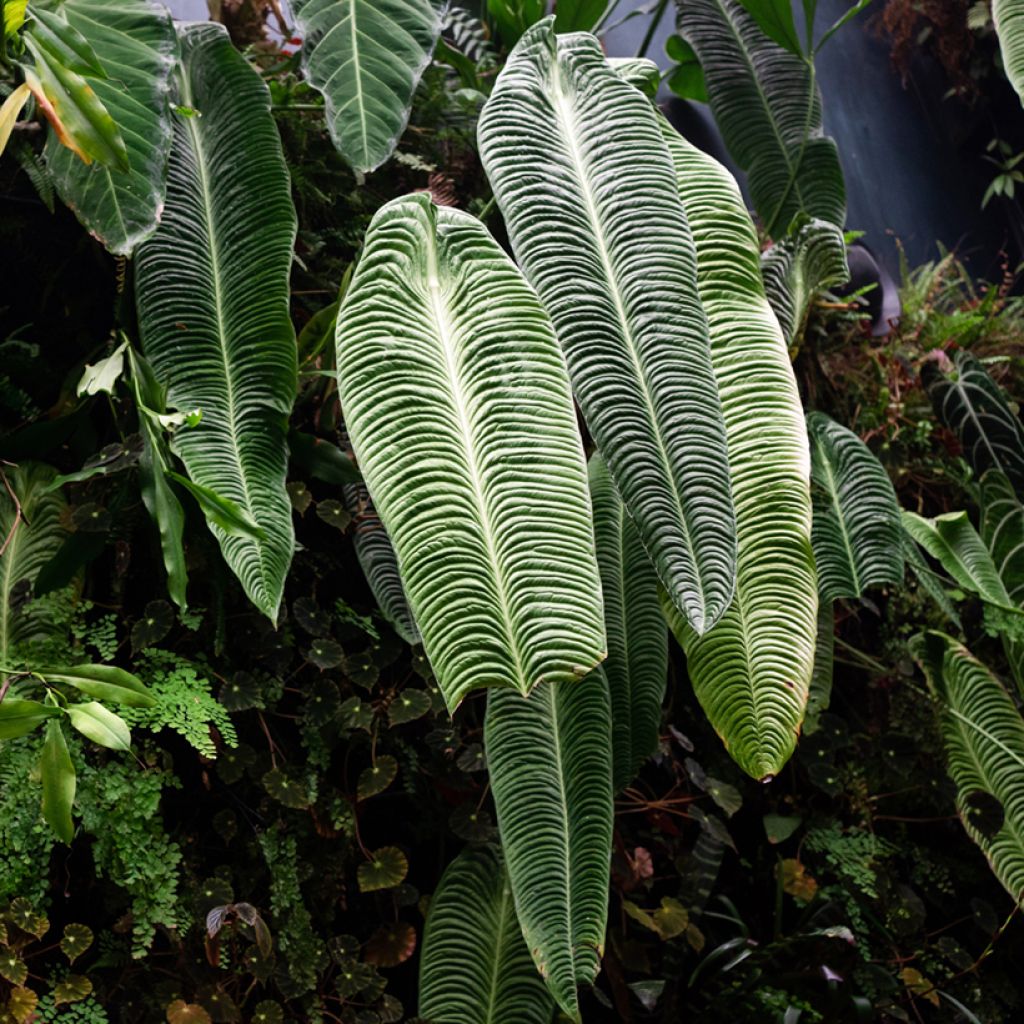 Flamingoblumen - Anthurium veitchii Narrow