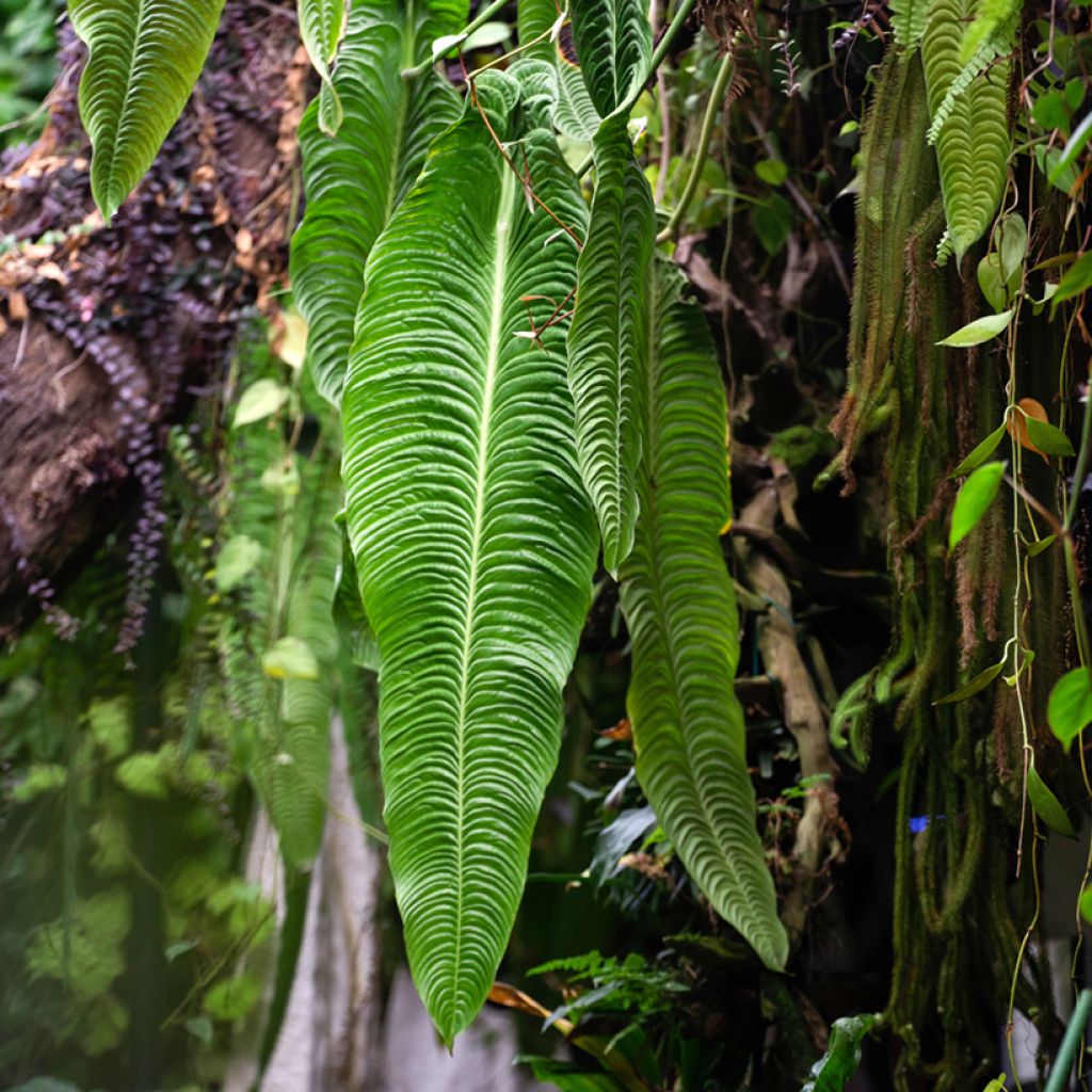 Flamingoblumen - Anthurium veitchii Narrow