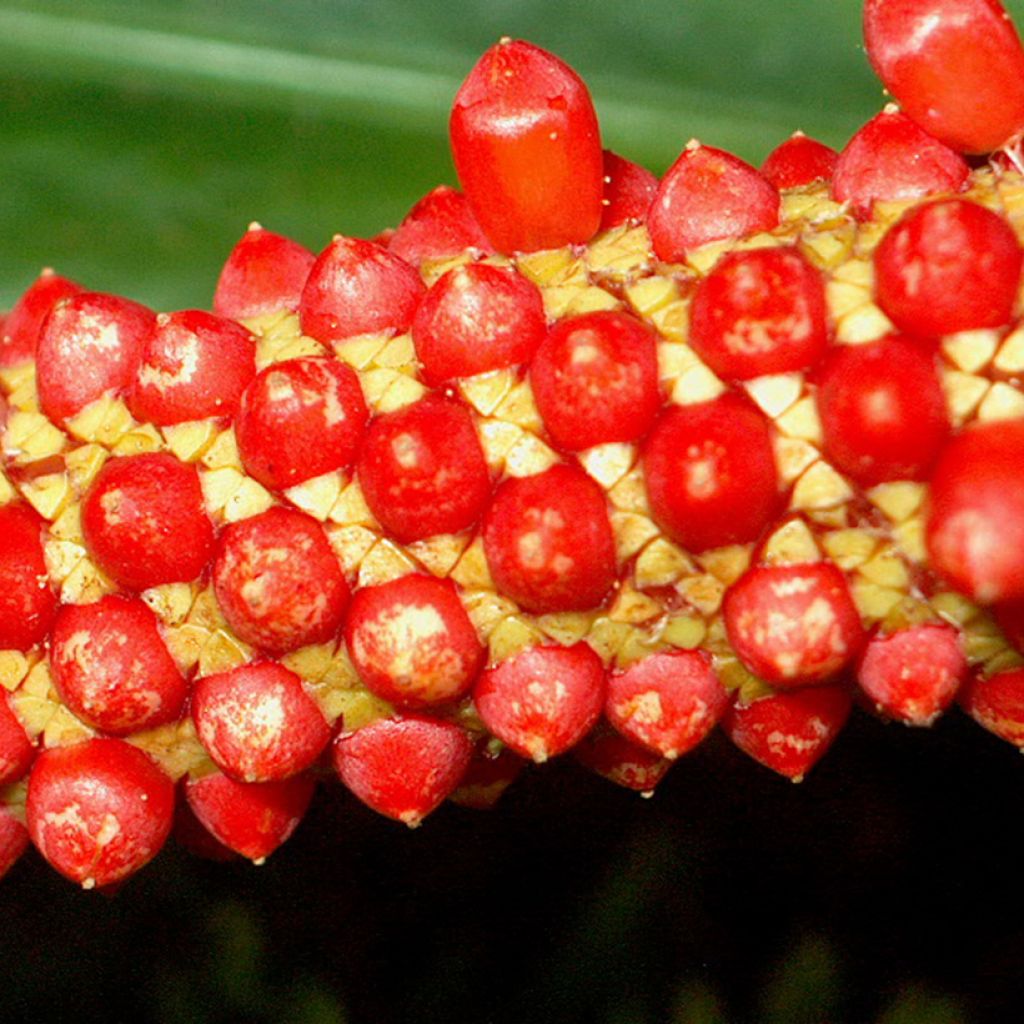 Flamingoblumen - Anthurium bakeri