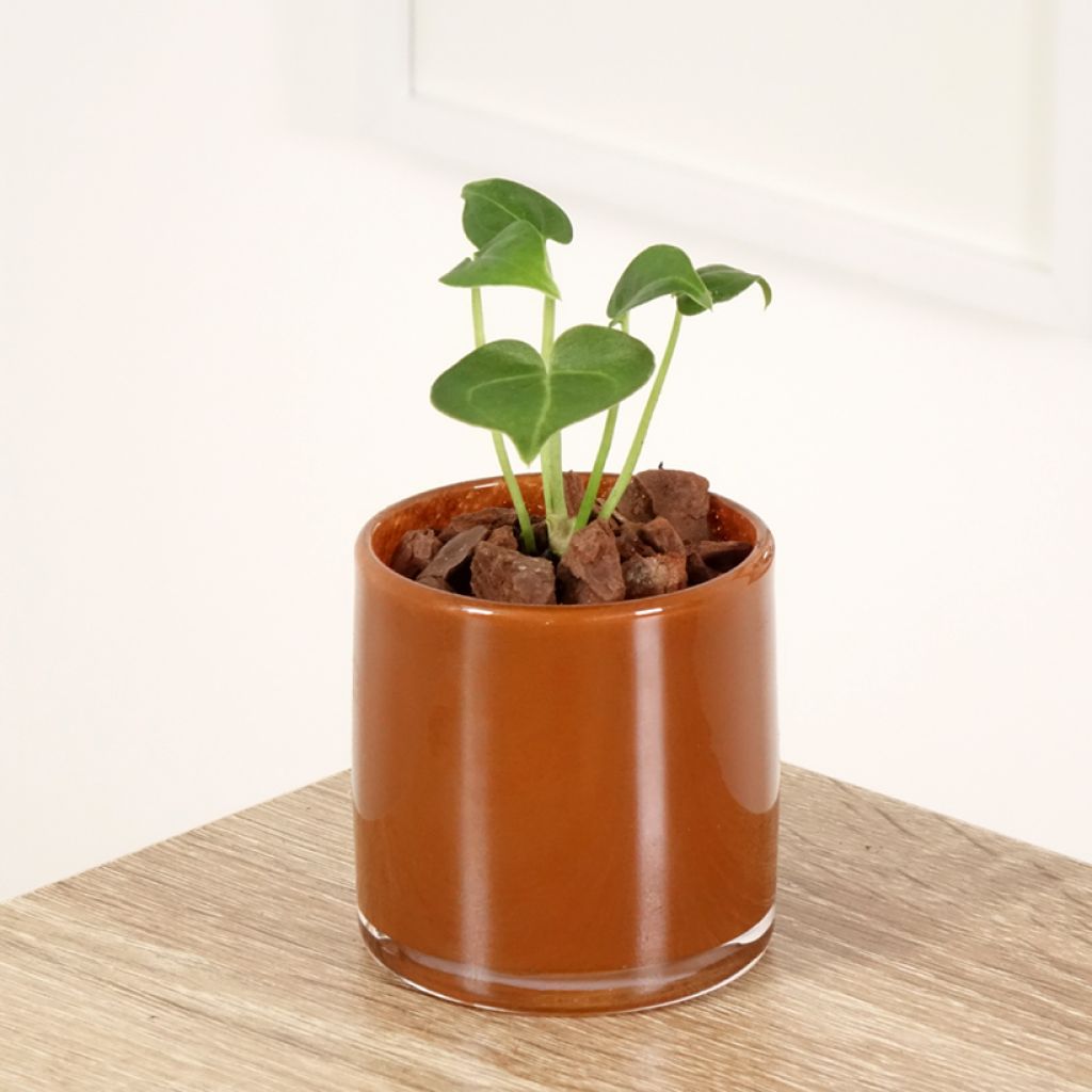 Dekorative Dahlie Mingus Tony