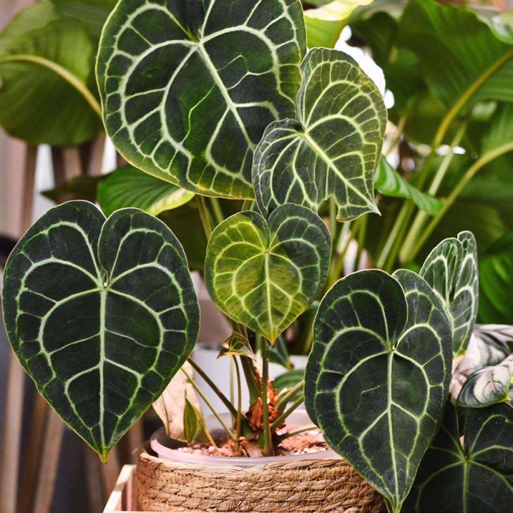 Anthurium clarinervium - Flamingoblumen
