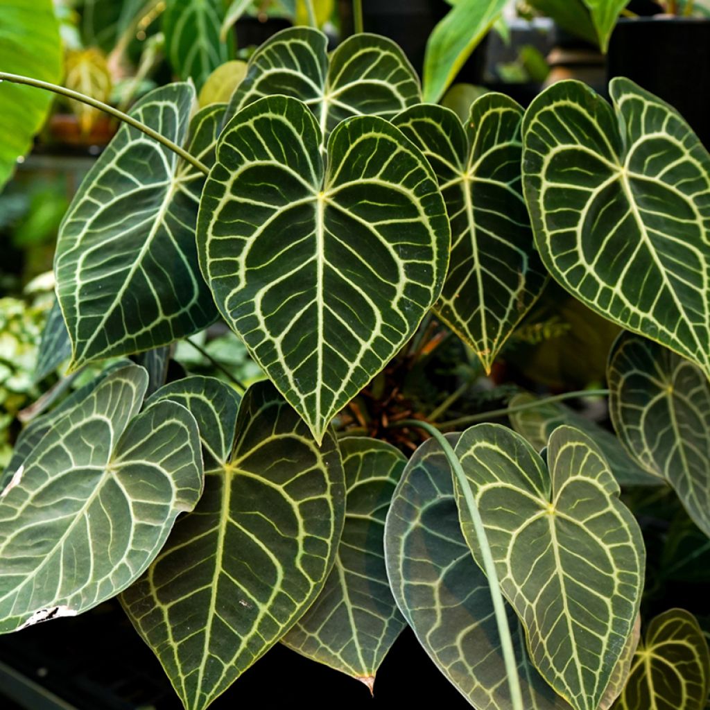 Anthurium clarinervium - Flamingoblumen