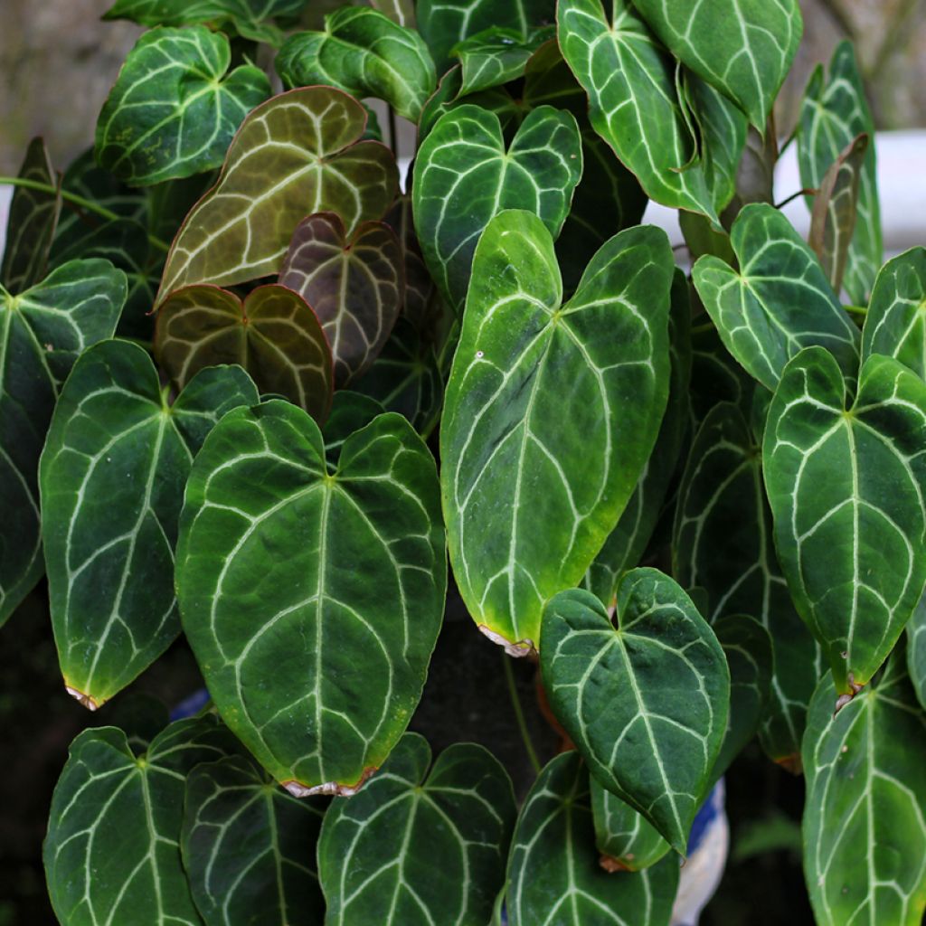 Flamingoblumen - Anthurium crystallinum