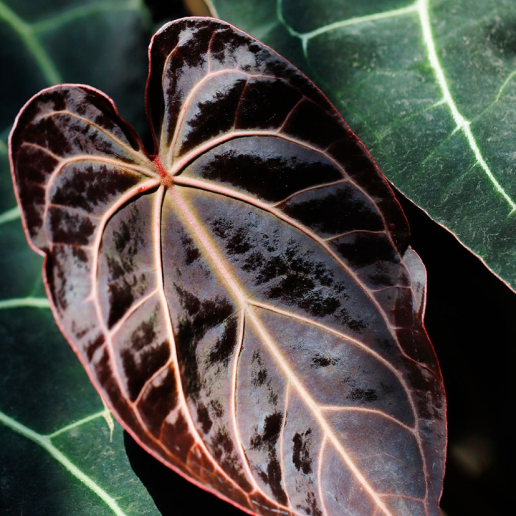 Flamingoblumen - Anthurium crystallinum